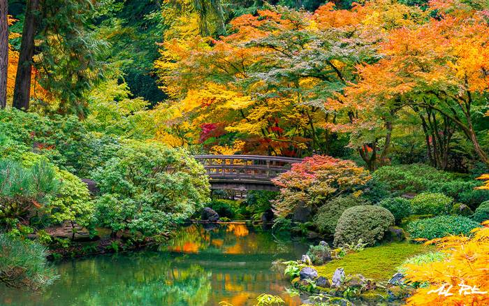 A wooden footbridge over the pond at the Portland Japanese Garden in autumn colour