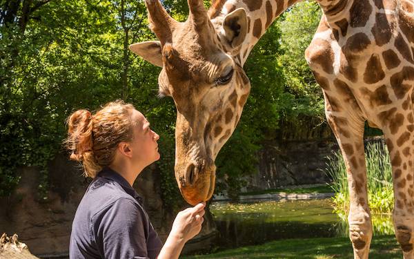 A keeper feeding a giraffe at the Oregon Zoo