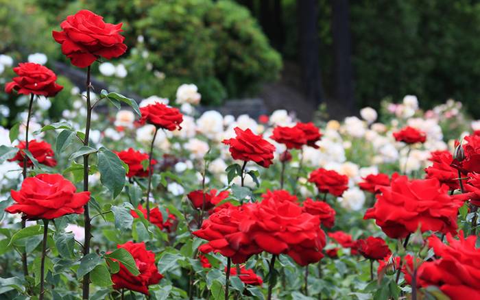 Red and cream roses in bloom at the International Rose Test Garden