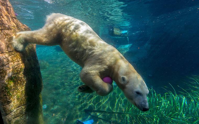 A polar bear swimming underwater at the San Diego Zoo
